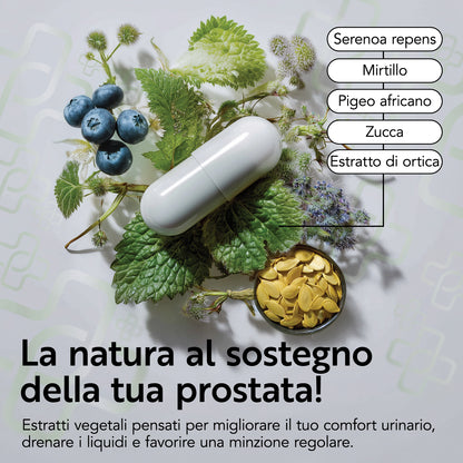 Prostata