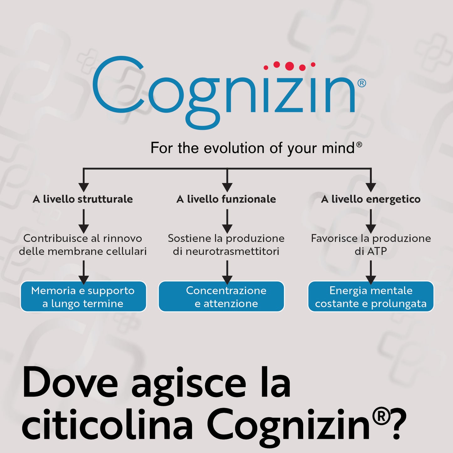 Citicolina Cognizin
